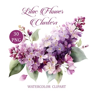 May include: Watercolor clipart of lilac flower clusters in shades of purple, lavender, and white, with green leaves. The image includes the text "Lilac Flower Clusters" and "Watercolor Clipart". A purple circle indicates "30 PNG".