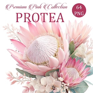 Puede incluir: Ilustración en acuarela de un ramo con flores de protea rosas, orquídeas blancas y vegetación. La imagen incluye el texto "Premium Pink Collection" y "PROTEA" en una fuente decorativa, junto con un círculo que dice "64 PNG".