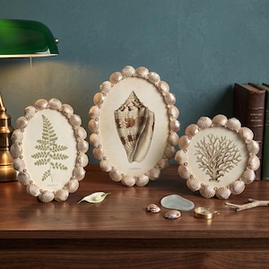 May include: Three oval-shaped picture frames with metallic gold-toned seashell borders. The frames display botanical and marine illustrations, including a green fern, a brown conch shell, and a tan coral branch on off-white backgrounds.
