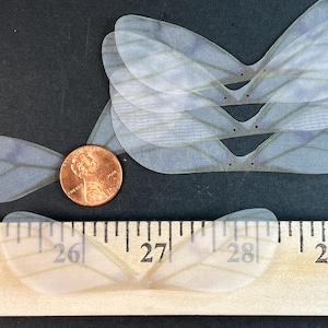 May include: Several translucent, pale blue fairy wings with delicate vein details are arranged on a dark surface. A penny is placed near the wings for size comparison. A wooden ruler with inch markings is also present.