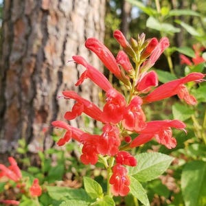 May include: Close-up of vibrant red flowers with a tubular shape, set against a backdrop of green foliage and a tree trunk. The flowers are in full bloom, showcasing their bright color and intricate details. The image captures the beauty of nature.