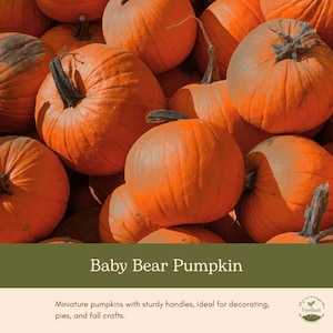 May include: A collection of round, bright orange Baby Bear pumpkins with dark brown, woody stems. The pumpkins have smooth, ribbed skins and are clustered together. The image includes the text Baby Bear Pumpkin and Verdant logo.