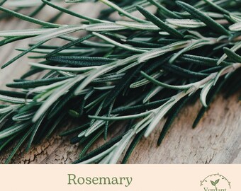 Rosemary Plant | Fragrant Culinary Herb in 4” Pot | Hardy Herb Plant | Kitchen Garden Herb | Ready to Plant!