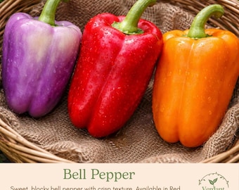 California Wonder Red Bell Pepper Plant | Live in 4" Nursery Pot | Ready to Grow!