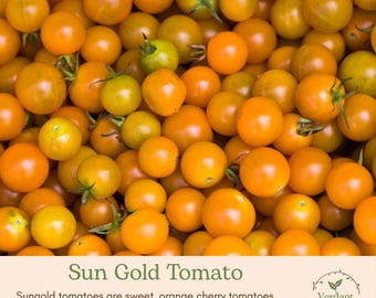 Sun Gold Cherry Tomato Plant | Live in 4" Nursery Pot | Ready to Plant!