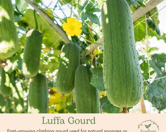 Luffa Gourd Plant | Live in 4" Nursery Pot | Ready to Grow!