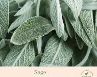 Sage Plant | Culinary Herb | Live in 4" Nursery Pot | Ready to Grow!