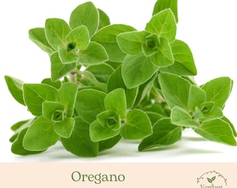 Oregano Plant | Culinary Herb | Live in 4" Nursery Pot | Ready to Grow!