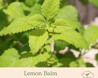 Lemon Balm Plant | Culinary Herb | Live in 4" Nursery Pot | Ready to Grow!