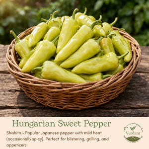 May include: A woven basket filled with pale green Hungarian Sweet Peppers, also known as Shishito peppers, sits on a wooden surface. The peppers are long and slender with a slight curve. The text "Hungarian Sweet Pepper" is visible.