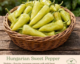 Hungarian Sweet Banana Pepper Plant | Live in 4" Nursery Pot | Ready to Grow!