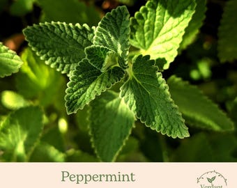 Peppermint Plant | Culinary Herb| Live in 4" Nursery Pot | Ready to Grow!