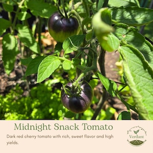 May include: Close-up of Midnight Snack tomatoes growing on a vine. The tomatoes are dark red with a purplish hue, surrounded by green leaves. The image includes the text "Midnight Snack Tomato" and "Verdant Kitchen Garden Co."