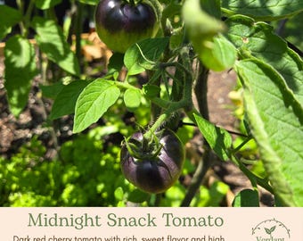 Midnight Snack Tomato Plant |  | Live in 4" Nursery Pot | Ready to Plant!