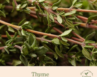 Thyme Plant | Culinary Herb | Live in 4" Nursery Pot | Ready to Grow!