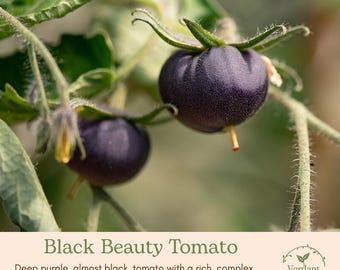 Black Beauty Heirloom Tomato Plant | Live in 4" Nursery Pot | Ready to Grow!