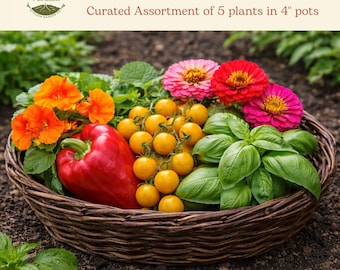 Mother's Day Garden Gift Set | Tomato, Bell Pepper, Basil, Nasturtium, Zinnia | 5 Pack Plants