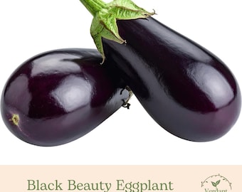Black Beauty Eggplant | Heirloom | Live in 4" Nursery Pot | Ready to Grow!