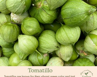 Tomatillo Plant | Green or Purple | Live in 4" Nursery Pot | Ready to Grow!