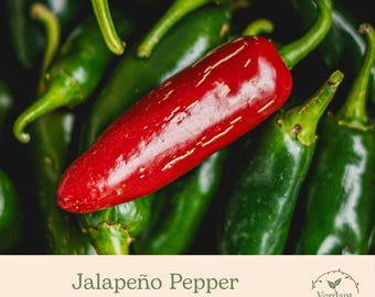Jalapeno Pepper Plant | Live in 4" Nursery Pot | Ready to Grow!