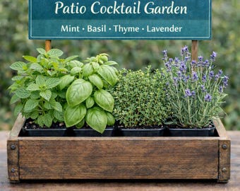 Cocktail Herb Garden | Basil, Lavender, Mint, Thyme Plants | Mocktail Garnishes | Beginner Friendly