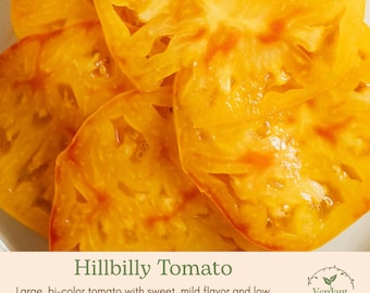 Hillbilly Heirloom Tomato Plant | Live in 4" Nursery Pot | Ready to Plant!