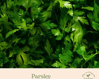 Flat Leaf Parsley Plant | Culinary Herb | Live in 4" Nursery Pot | Ready to Grow!