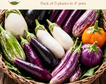 Eggplant Plant Pack (3) | Heirloom & Classic Varieties | Ready-to-Plant Garden Starters