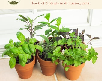 Culinary Herbs | Mix and Match Plants | Basil, Mint, Oregano, Rosemary, Sage, Thyme