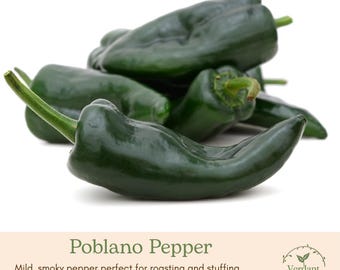 Poblano Pepper Plant | Live in 4" Nursery Pot | Ready to Grow!