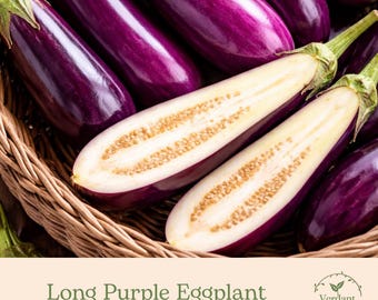 Long Purple Eggplant | Heirloom | Live in 4" Nursery Pot | Ready to Grow!