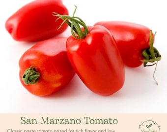 San Marzano Heirloom Tomato Plant | Live in 4" Nursery Pot | Ready to Grow!