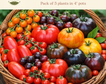 Tomato Mix-and-Match Plant Pack | Vegetable Starter Plants | Beginner Garden Tomatoes | Patio & Container Garden