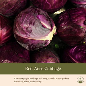 May include: A cluster of round, deep purple Red Acre cabbage heads with tightly packed, waxy leaves. The text Red Acre Cabbage is displayed in white font over a dark olive green background, with a small logo in the bottom right corner.