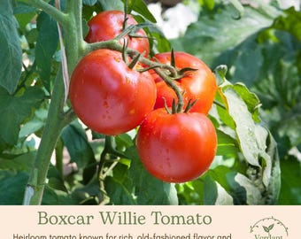 Boxcar Willie Heirloom Tomato Plant | Live in 4" Nursery Pot | Ready to Grow!