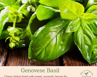 Basil Plant | Sweet, Dark Opal, Thai Basil Herb Plant in 4” Pot | Kitchen Herb Garden | Live Culinary Herb | Ready to Grow!