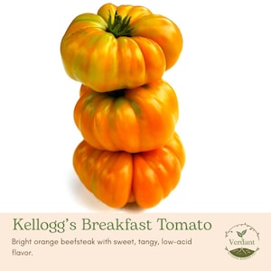 May include: A stack of three bright orange Kellogg's Breakfast tomatoes. The beefsteak tomatoes have a slightly ribbed texture and green hues near the stem. The text "Kellogg's Breakfast Tomato" is below the tomatoes.