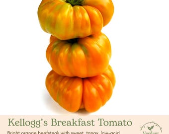 Kellogg's Breakfast Heirloom Tomato Plant | Live in 4" Nursery Pot | Ready to Grow!
