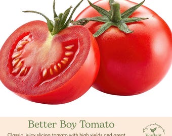 Better Boy Tomato Plant | Live in 4" Nursery Pot | Ready to Grow!
