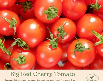 Big Red Cherry Heirloom Tomato Plant | Live in 4" Nursery Pot | Ready to Plant!