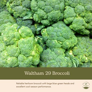 May include: A cluster of fresh, vibrant green broccoli florets with a dense, textured surface. Below the vegetable, a dark olive green banner displays the white text Waltham 29 Broccoli, followed by a light beige section with descriptive text.