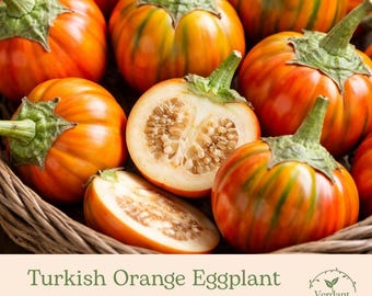 Turkish Orange Eggplant | Heirloom | Live in 4" Nursery Pot | Ready to Grow!
