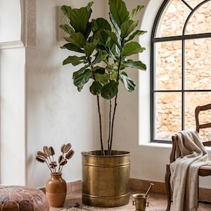 May include: A large, leafy green Fiddle Leaf Fig plant in a gold metal planter. The plant is in a bright, airy room with a stone wall visible through a large arched window. A wooden chair with a beige throw blanket is nearby.