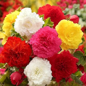 Puede incluir: Primer plano de un ramo de flores de begonias en plena floración. La imagen muestra una variedad de colores, incluyendo rojo, rosa, amarillo y blanco. Las flores tienen pétalos en capas y follaje verde.