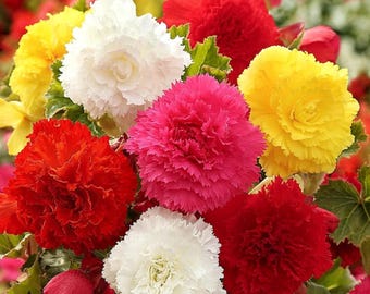 Mixed Double Begonia Bulbs – Deer Resistant Flowering Plant