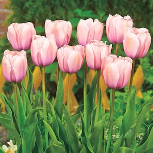 Bulbos de tulipán Foxtrot – Flor doble rosa y rosa