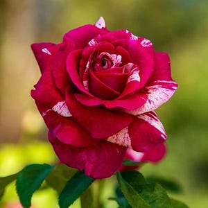 Könnte beinhalten: Nahaufnahme einer leuchtend roten Rose mit weißen Streifen. Die Rosenblätter sind vollständig geöffnet und zeigen eine geschichtete Textur. Grüne Blätter sind am Fuß der Blume zu sehen, vor einem verschwommenen grün-gelben Hintergrund.