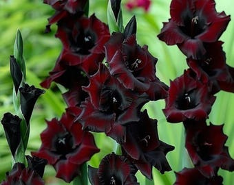 Bulbos de Gladíolo Estrela Negra – Espigas de flores de verão em tom vermelho vinho profundo
