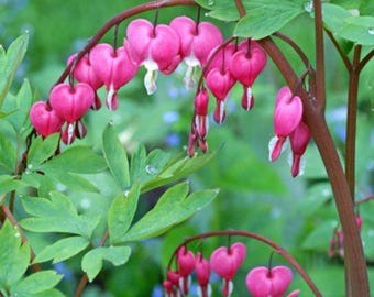 Radice di Dicentra rosa – Fiore perenne da giardino ombreggiato
