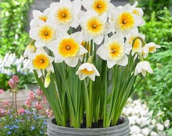 Bulbos de narciso Minnow – Flores miniatura blancas y amarillas de primavera